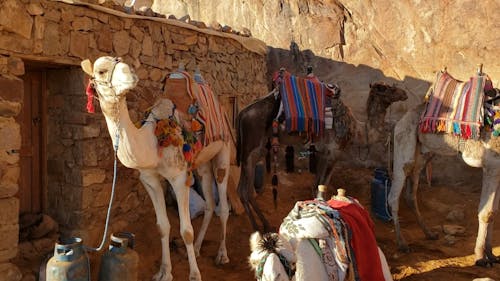 Arabian Camels Lying in Wait