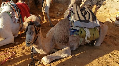 Arabian Camels Lying in Wait