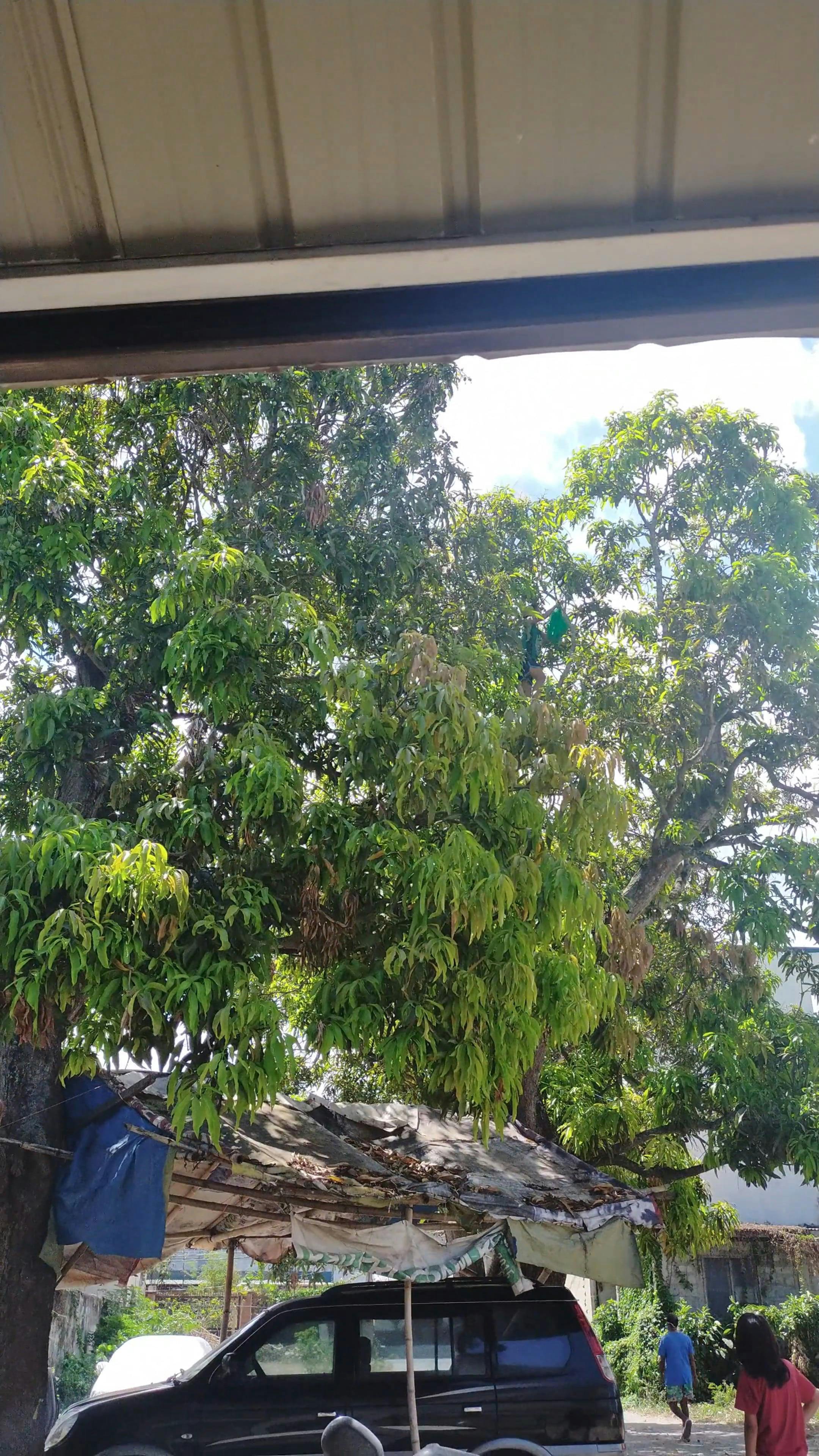 Close-Up Shot of a Man on a Mango Tree · Free Stock Video