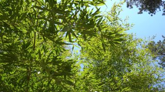 竹林视频素材