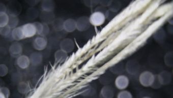 羽绒视频素材