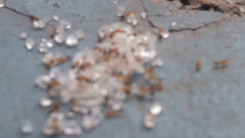 Close-Up Shot of Ants on the Ground