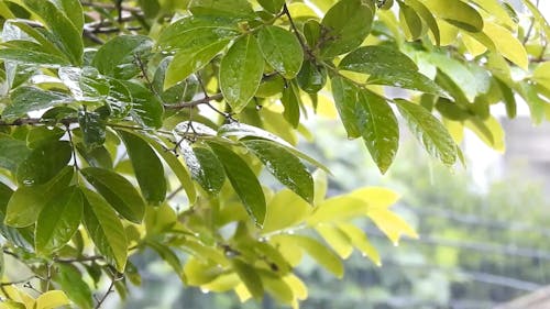 Tree Leaves Soaking Wet In The Rain