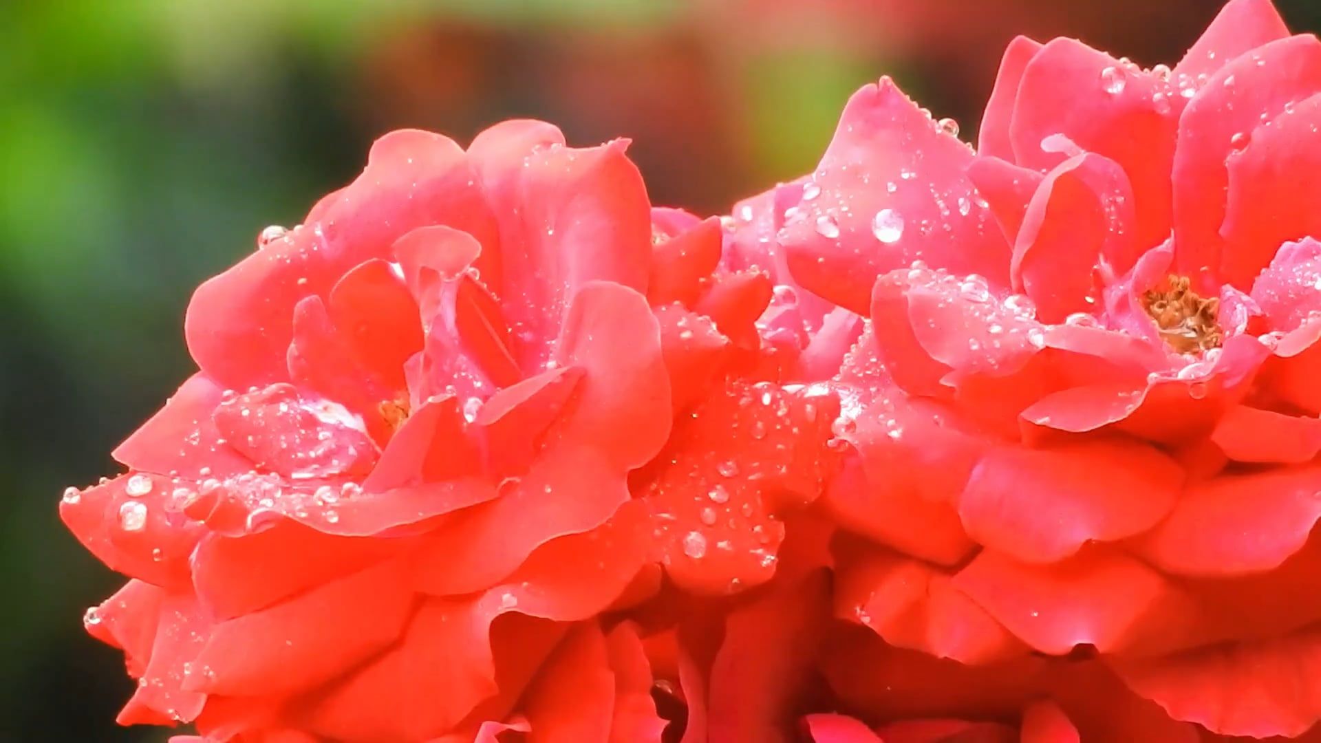 Red Roses Videos, Download The BEST Free 4k Stock Video Footage & Red ...