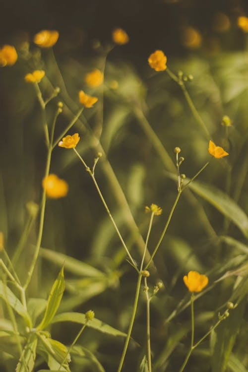 Close-up Footage Of Wild And Small Yellow Flowers