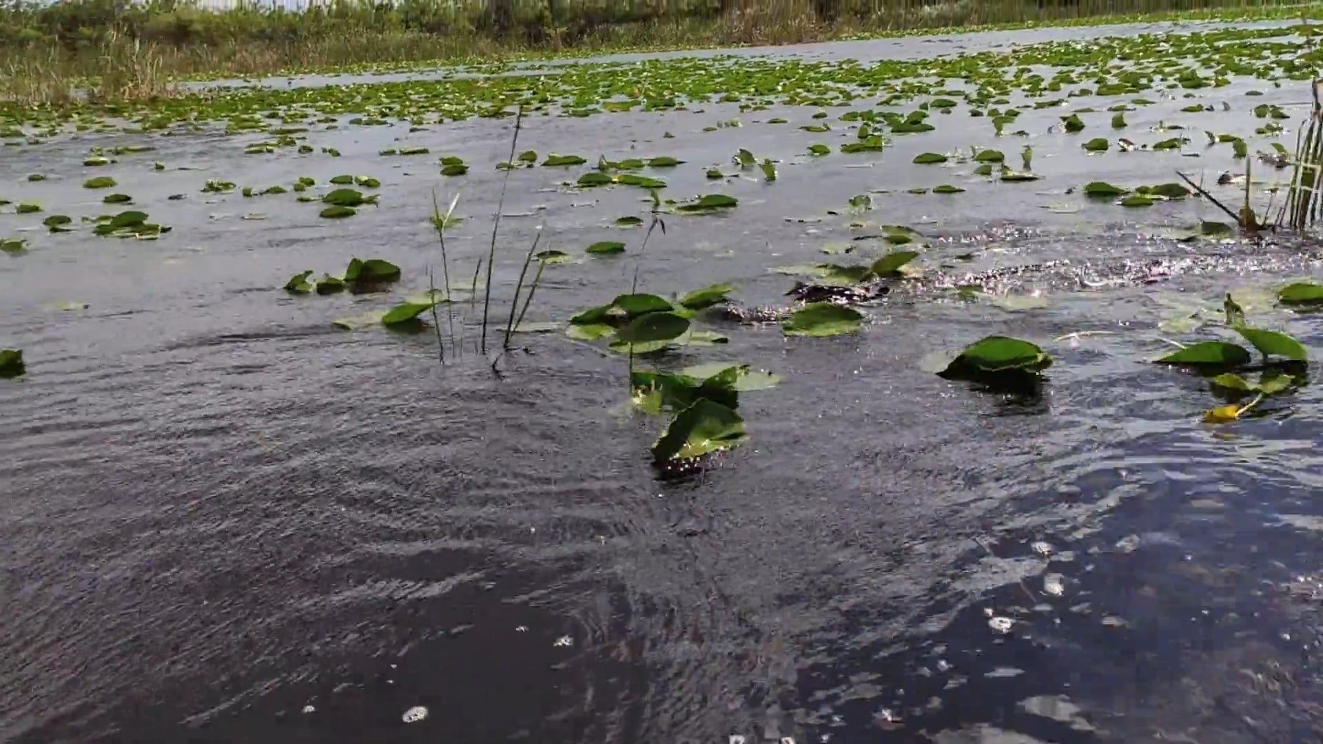 Everglades Videos Download The Best Free 4k Stock Video Footage