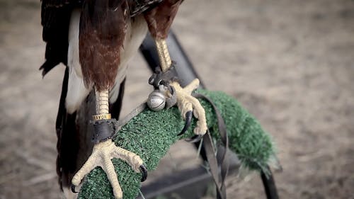 Close-up Footage Of A Hawk In Captivity