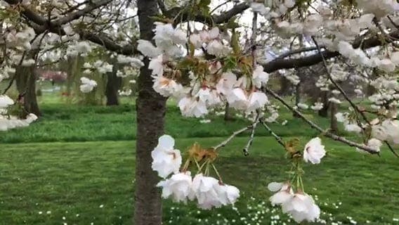 Season For Cherry Blossom Trees · Free Stock Video
