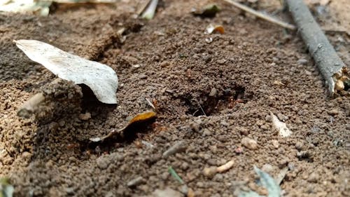 Colony Of Red Ants Working In The Ground