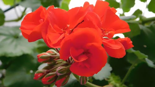 Red Flowers In Full Bloom
