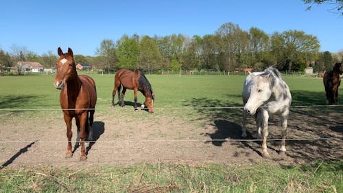 Horses Inside The Farm Run-in Shelter