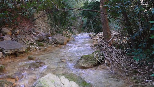A Video of a Flowing River in the Forest