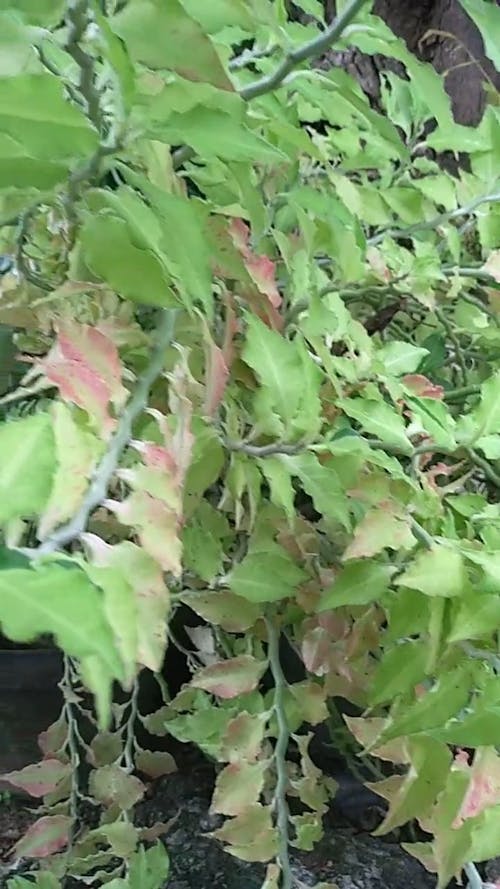 Close-up Footage Of Long Stemmed Plants With Leaves