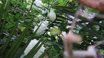 栀子花免费下载高清视频视频素材视频素材