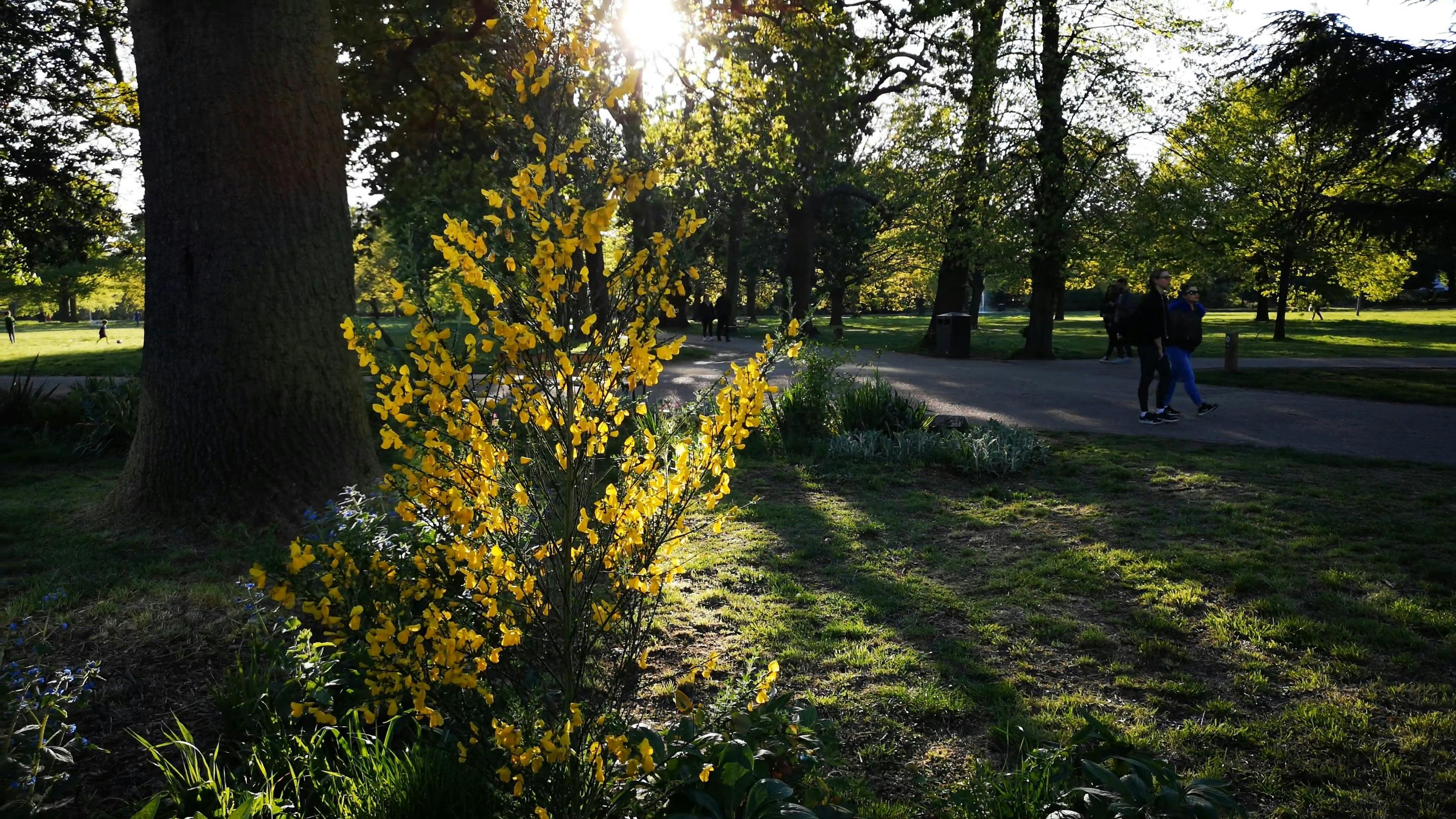 Vídeos de stock gratuitos sobre arboles, caminando, césped