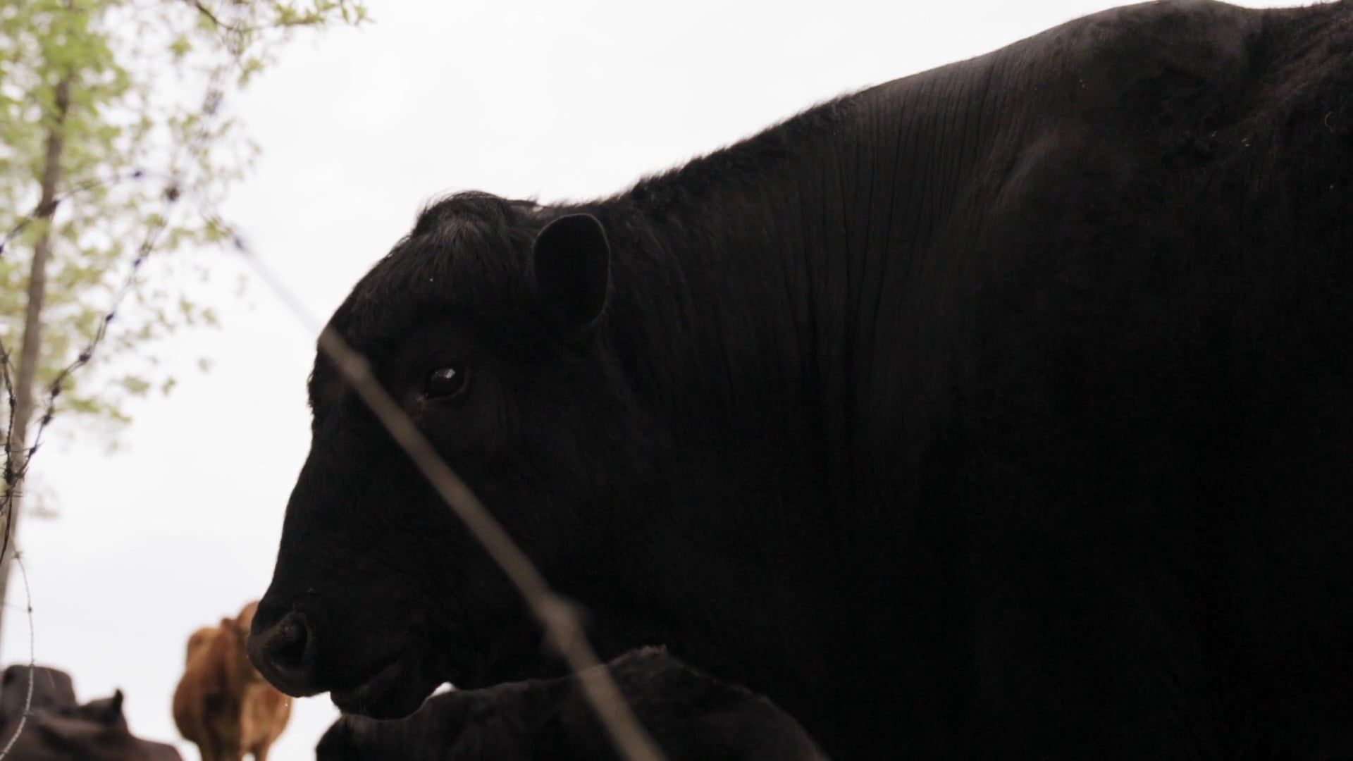 Angus Beef Chart Videos, Download The BEST Free 4k Stock Video Footage