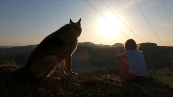 人和宠物高清视频视频素材
