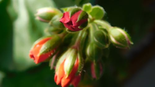 A Close-up Shot of Geranium Buds