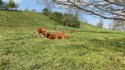 Cows Lying on Grass at a Farm