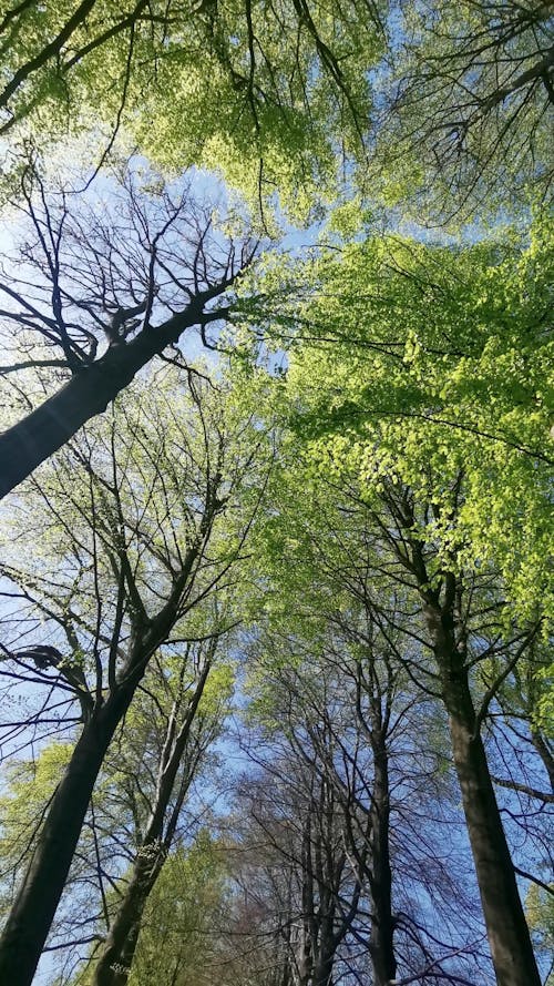 Looking Up the Trees in the Forest