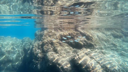 Underwater Video of Coral Reefs