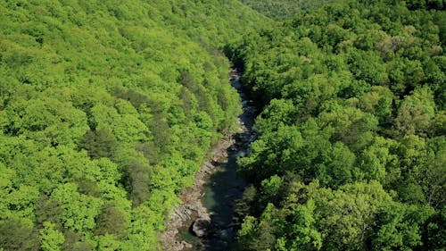 Drone Footage Of Rocky River Surrounded With Green Trees