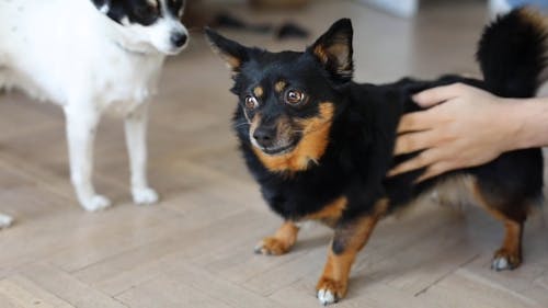 Dog Getting Scratches