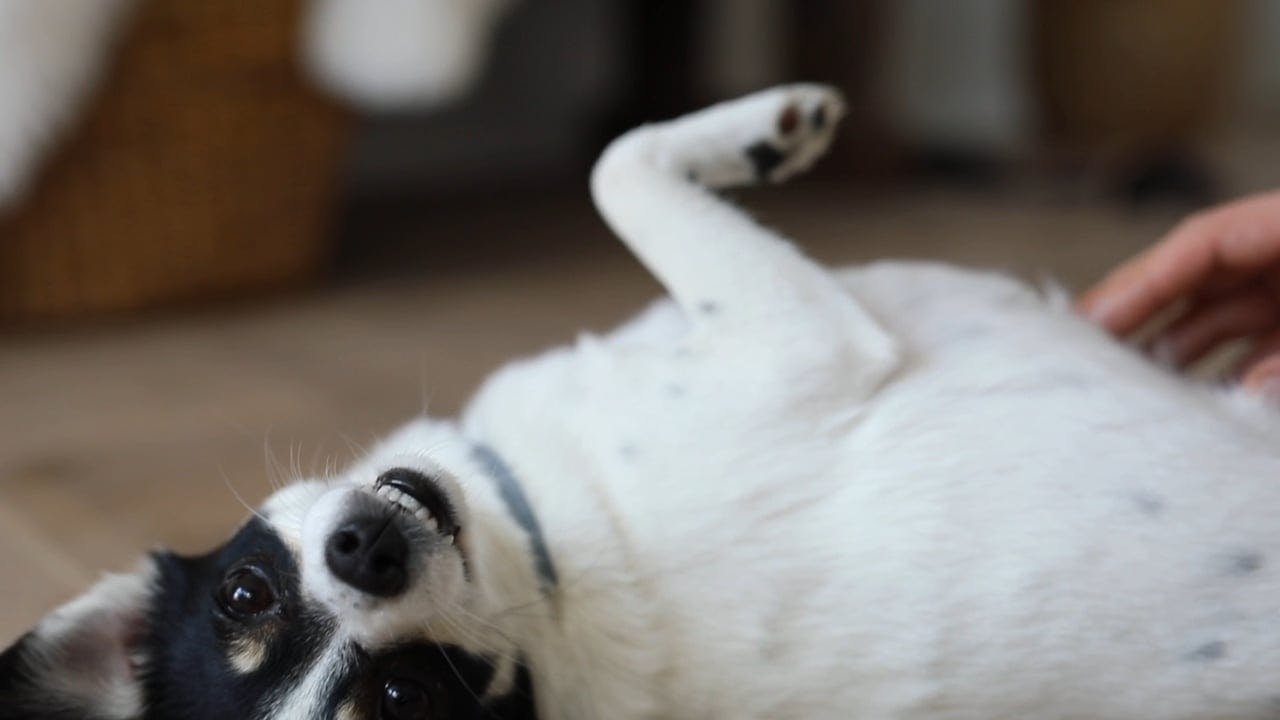 A Person Rubbing The Dog's Belly Free Stock Video Footage, RoyaltyFree