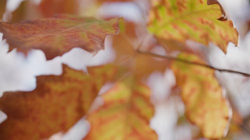 The Colors Of The Leaves During Autumn