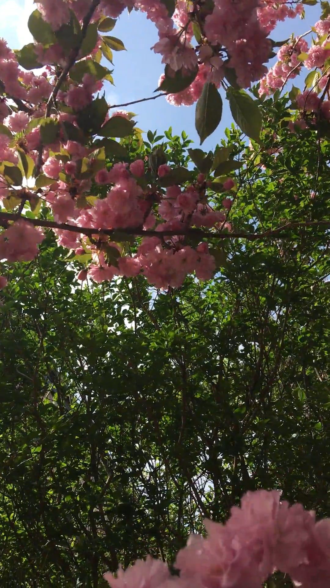 Beautiful Cherry Blossom Trees in Full Bloom Free Stock Video Footage ...