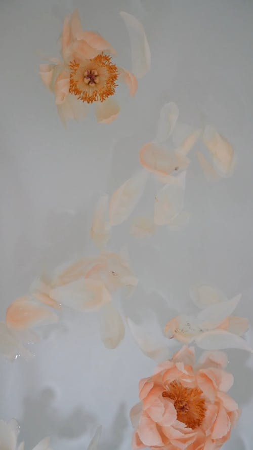 Petals Floating On Water