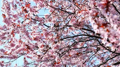 Pink Flowers In Springtime