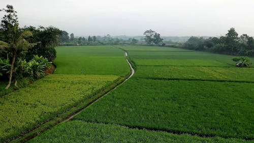 Drone Footage Of Cropland