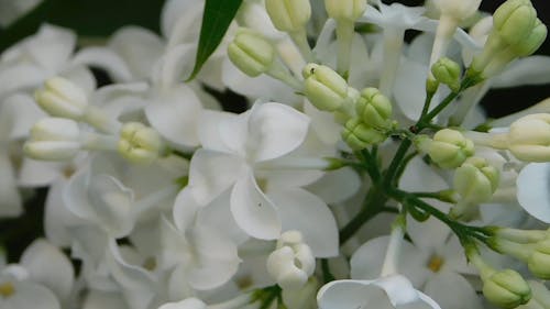 Close-Up Video Of White Flowers