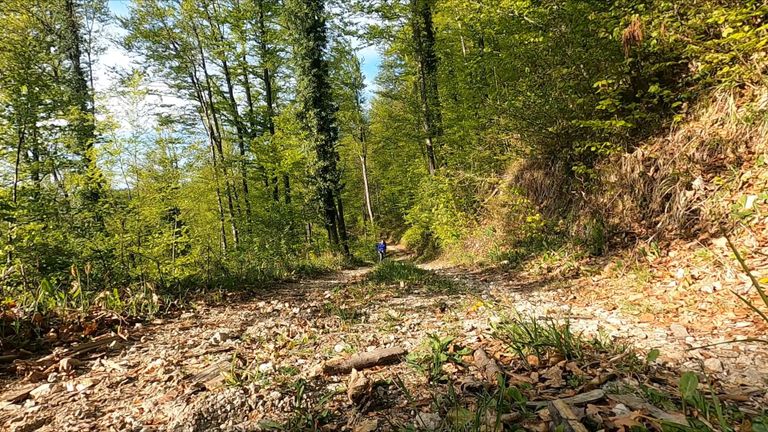 Runner moving along a sunlit forest trail