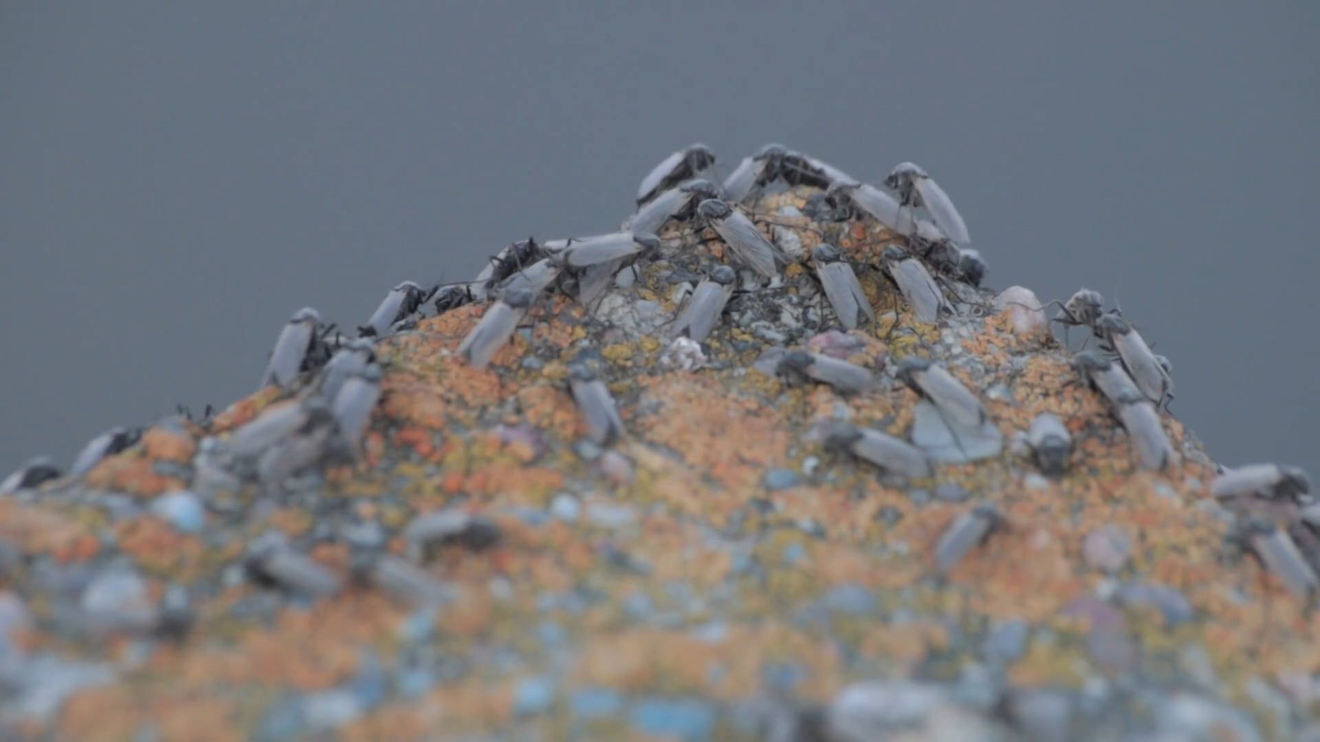 Wild Insects Videos, Download The BEST Free 4k Stock Video Footage ...