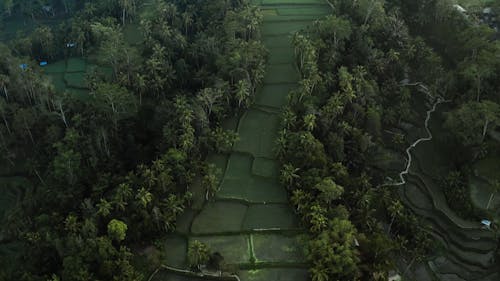 Drone Footage Of Cropland