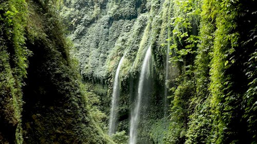 Waterfalls Cascading Through Vine Plants Covering The Cliffs