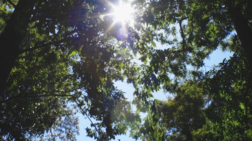 The Sun Glaring Through The Gaps Of Tree Canopies In The Forest