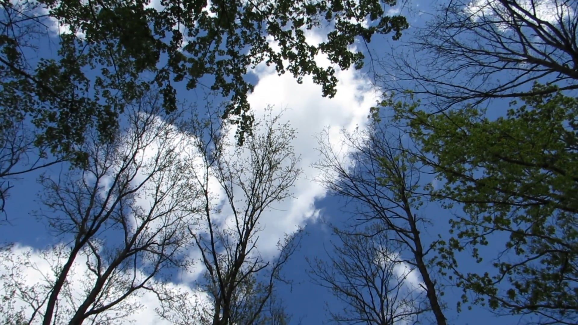 Video by Adrian  Hoparda