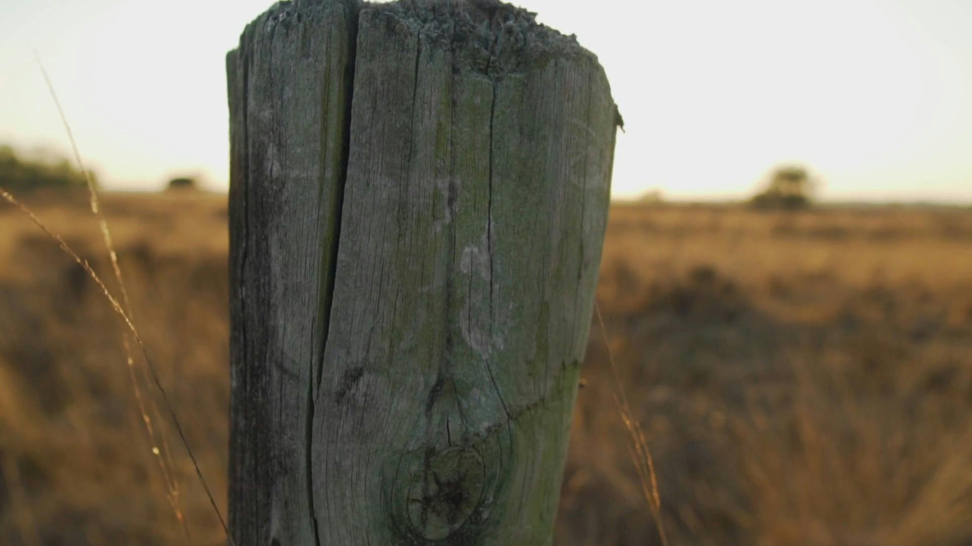 Video by Matthias Groeneveld