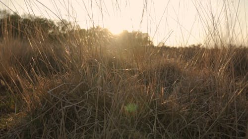 Video Of A Grass Field