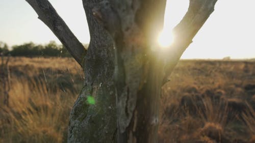 Video Of Grass Field