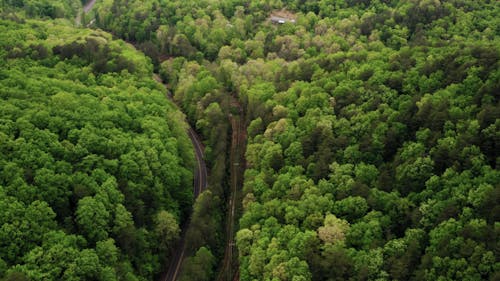 Drone Footage Of Forest