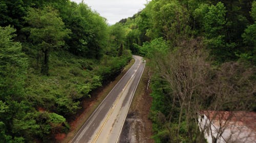 Drone Footage Of Trees 