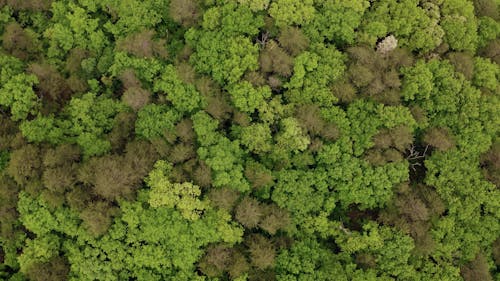 Drone Footage Of Forest