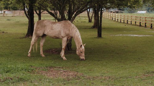 Video Of A Horse