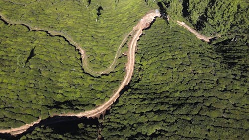 Drone Footage Of A Mountain Plantation