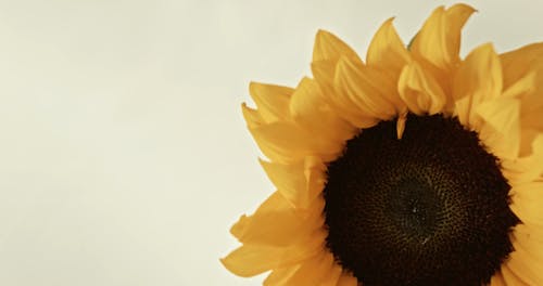 Close-up Footage Of A Sunflower