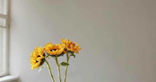 Sun Flowers In A Vase